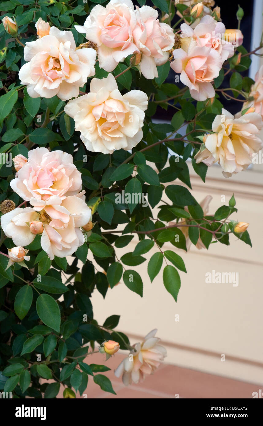 Climbing Rose Climbing Roses High Resolution Stock Photography and ...