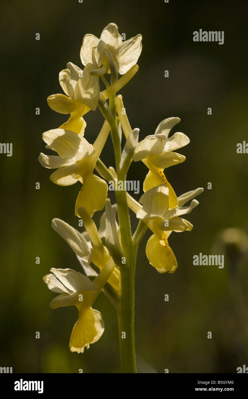 Few flowered orchid Orchis pauciflora Crete Stock Photo