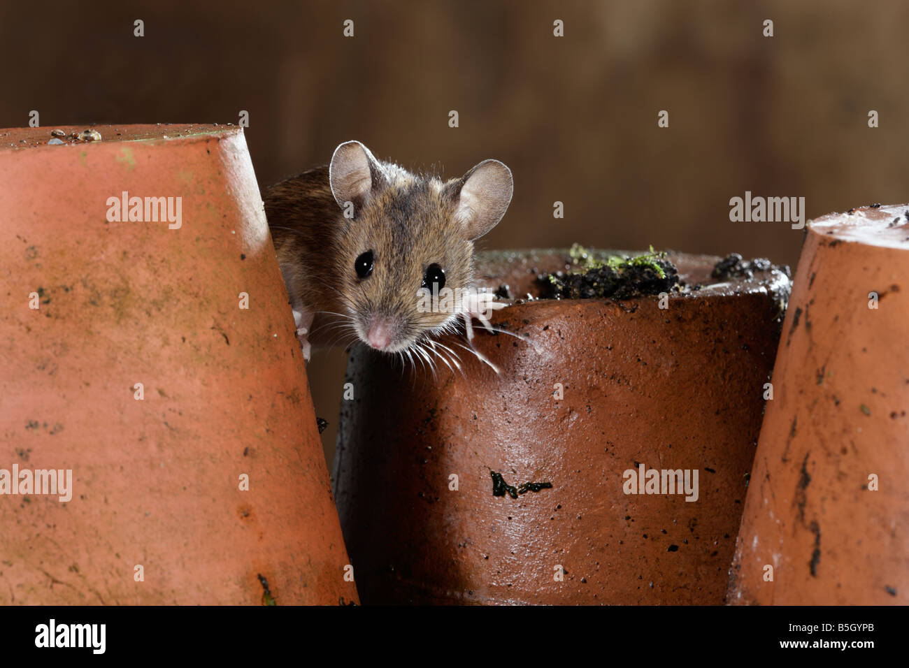 Yellow-necked Mouse Apodemus flavicollis looking through Flower pots ...
