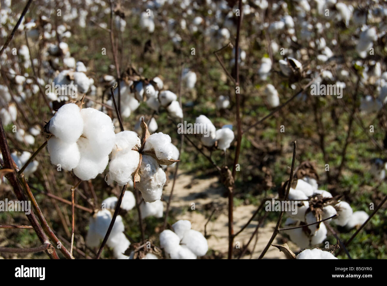 Cotton plants (Gossypium hirsutum) on a field in North Carolina, USA Stock Photo Alamy