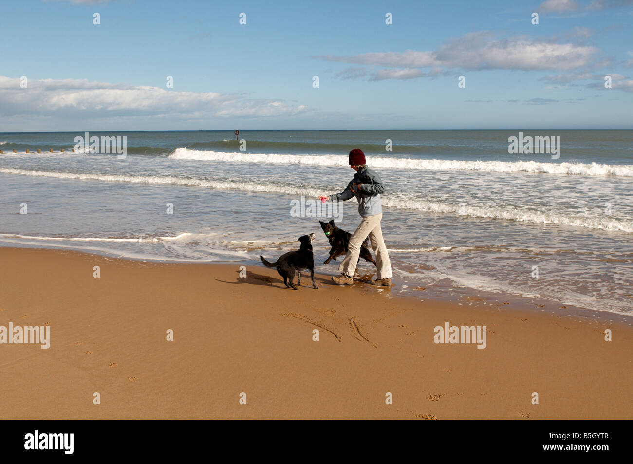 Lady playing with dogs on Aberdeen Beach Scotland UK Stock Photo