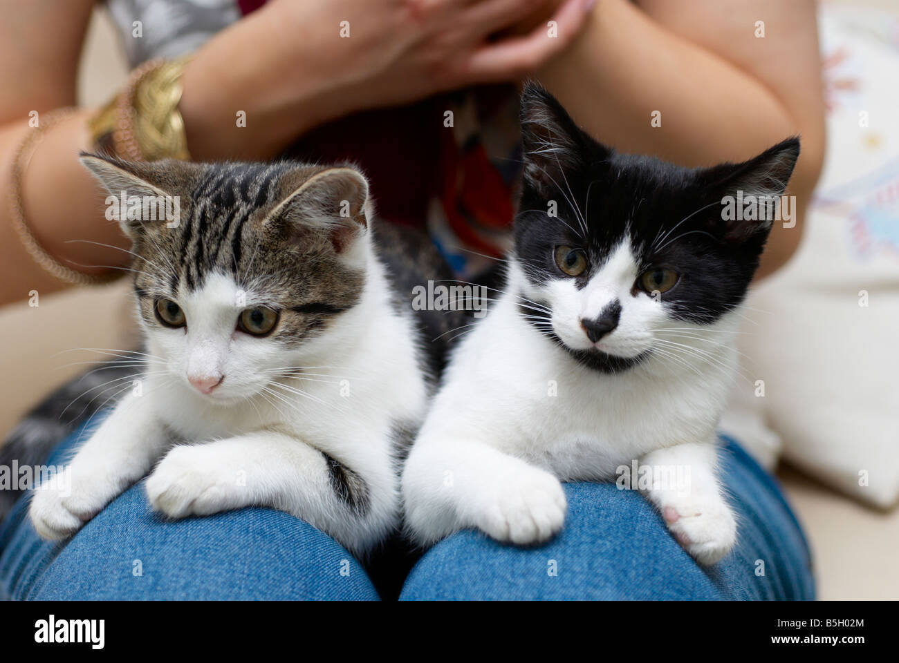 cats sat on a woman's lap Stock Photo Alamy