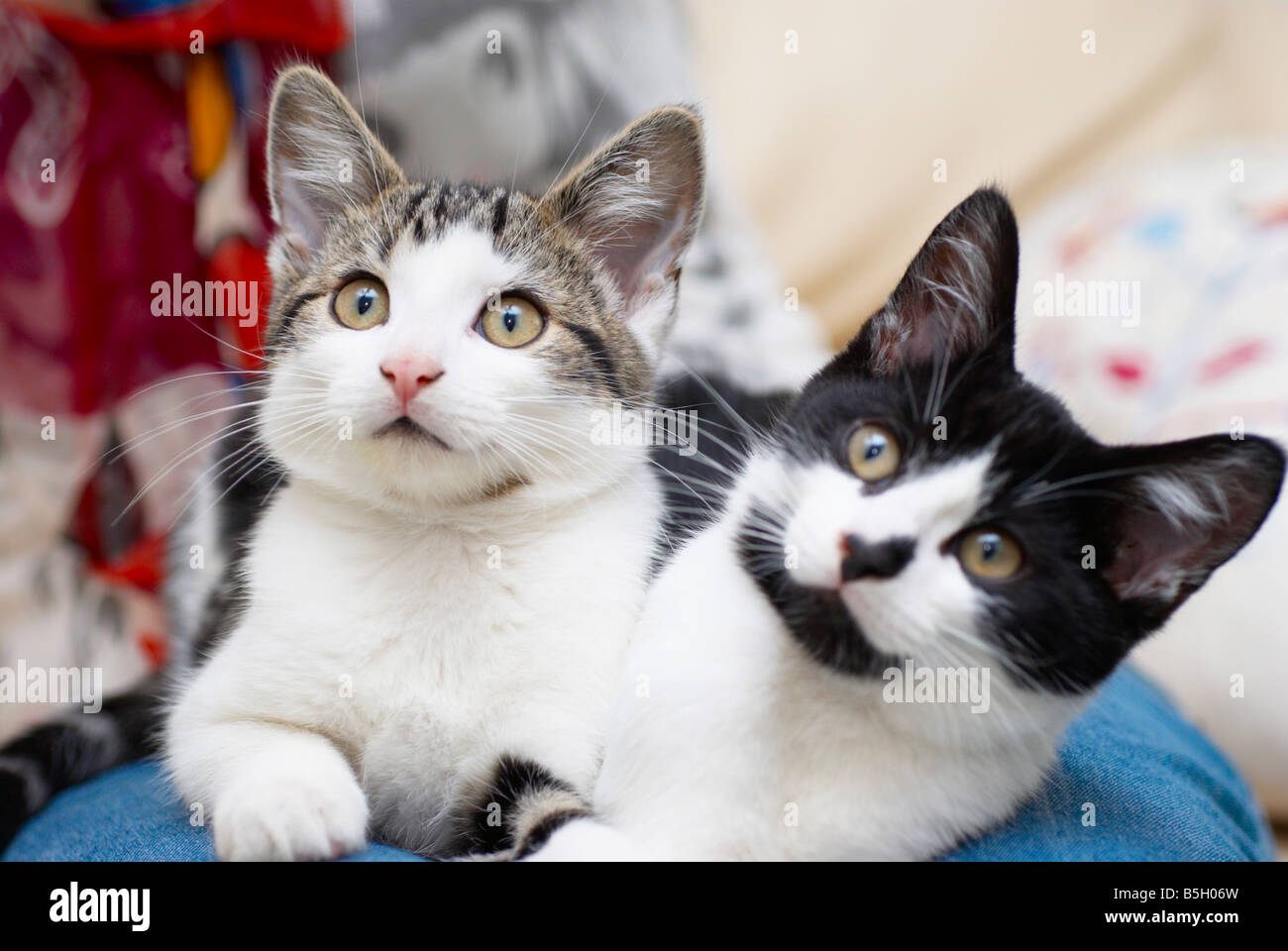 cats sat on a woman's lap Stock Photo Alamy