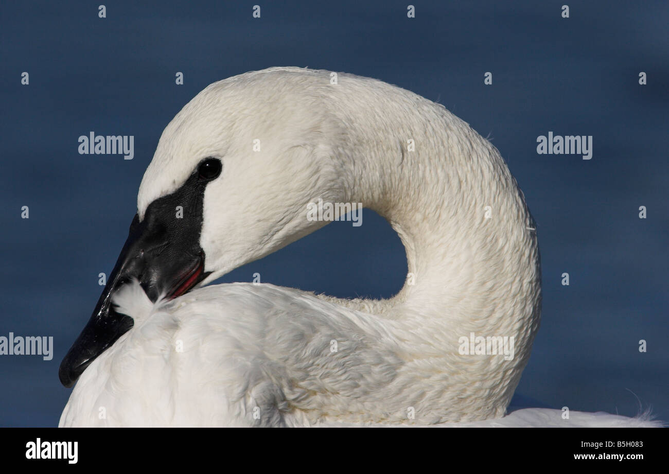 Trumpeter Swan Cygnus buccinator close up of head & curved neck at Esquimalt Lagoon Victoria Vancouver Island BC in February Stock Photo