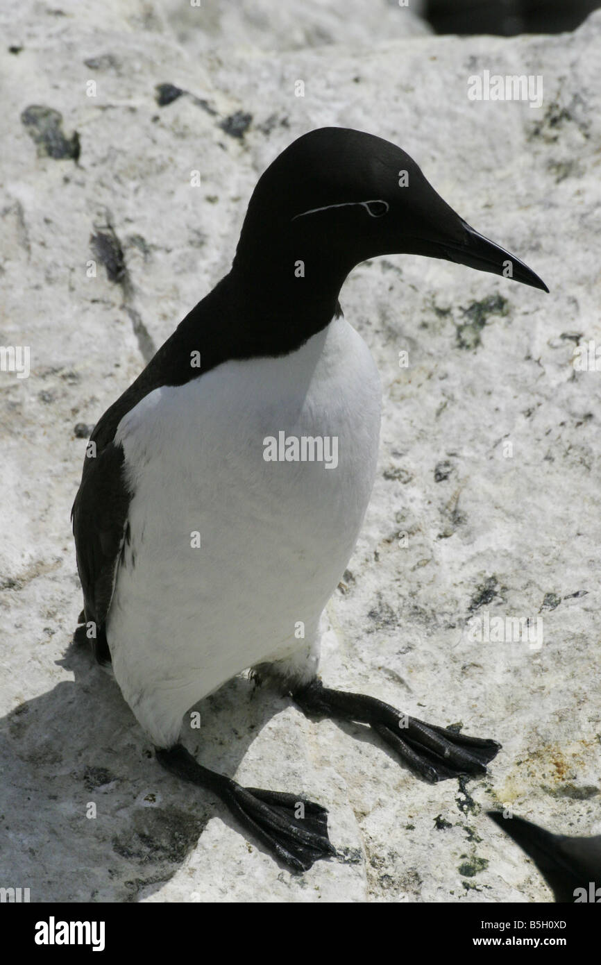 A bridled form of the Guillemot, Uria aalge, also known as a Common Murre in North America Stock Photo