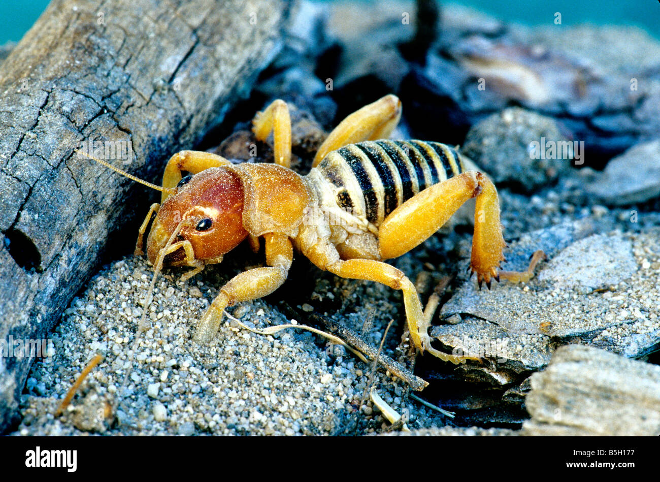 Jerusalem Cricket. Stock Photo