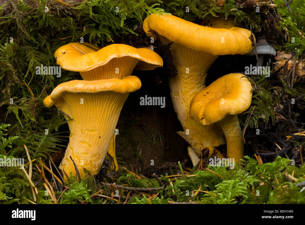 Chanterelle, Cantharellus cibarius, mushroom, northwest, U.S., Oregon, edible, fungi Stock Photo