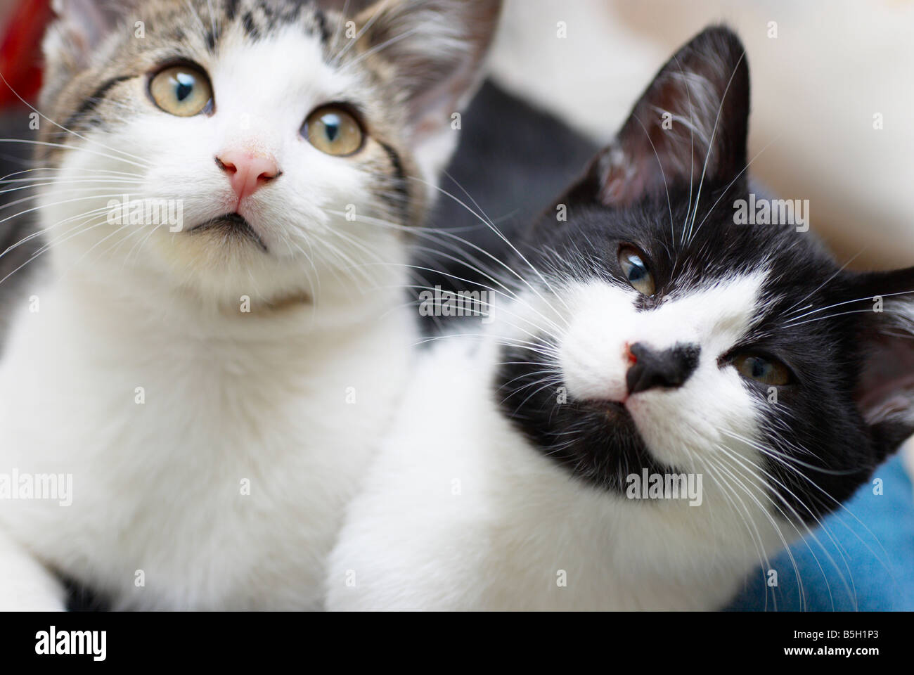 cats sat on a woman's lap Stock Photo