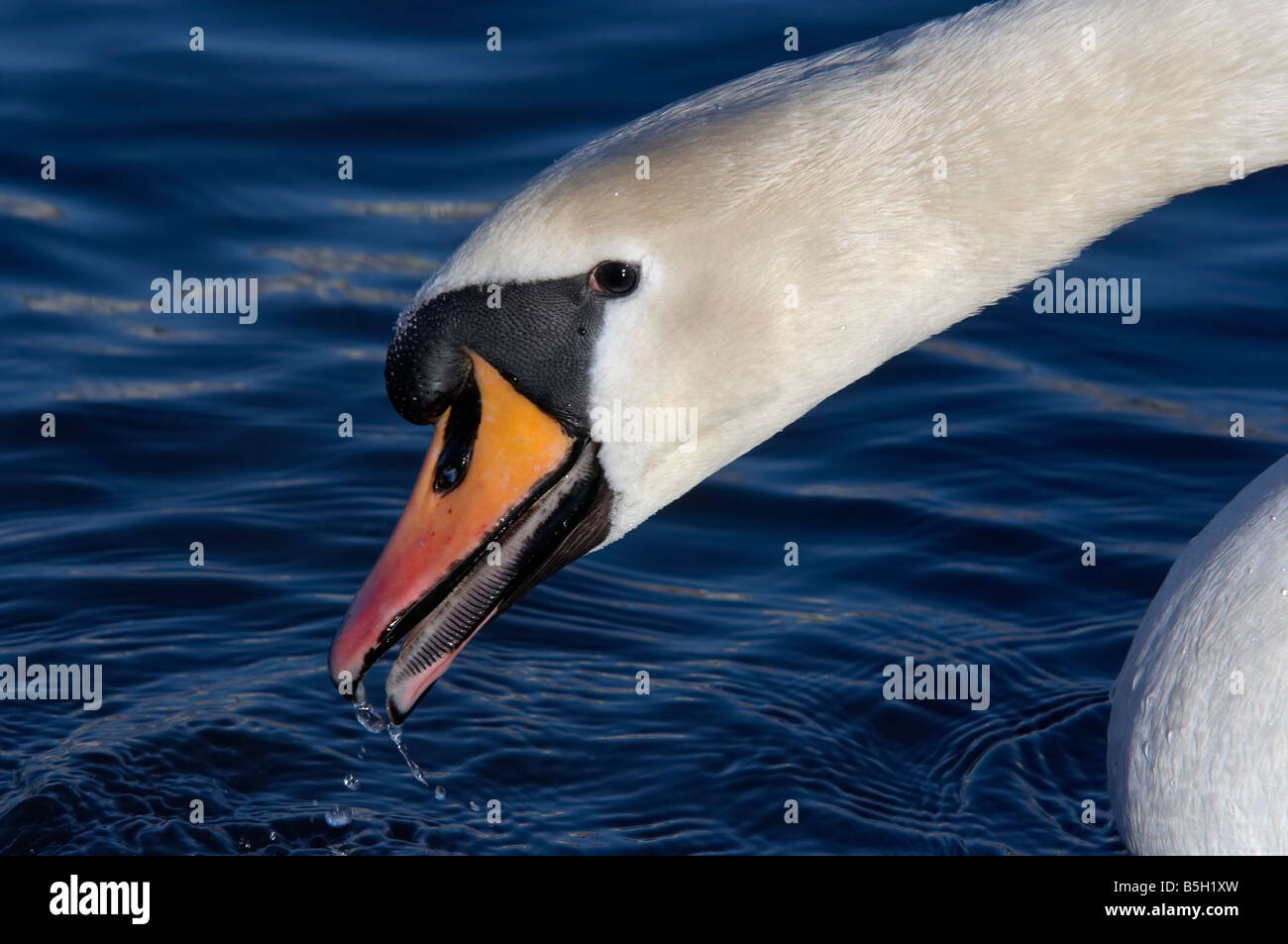 WILD SWANS KF-003、TONGUE Swan with Fishing Tackle Caught on its Tongue - YouTube