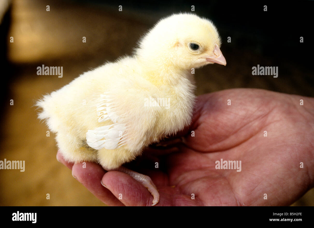 Hand display Baby Chick. Stock Photo