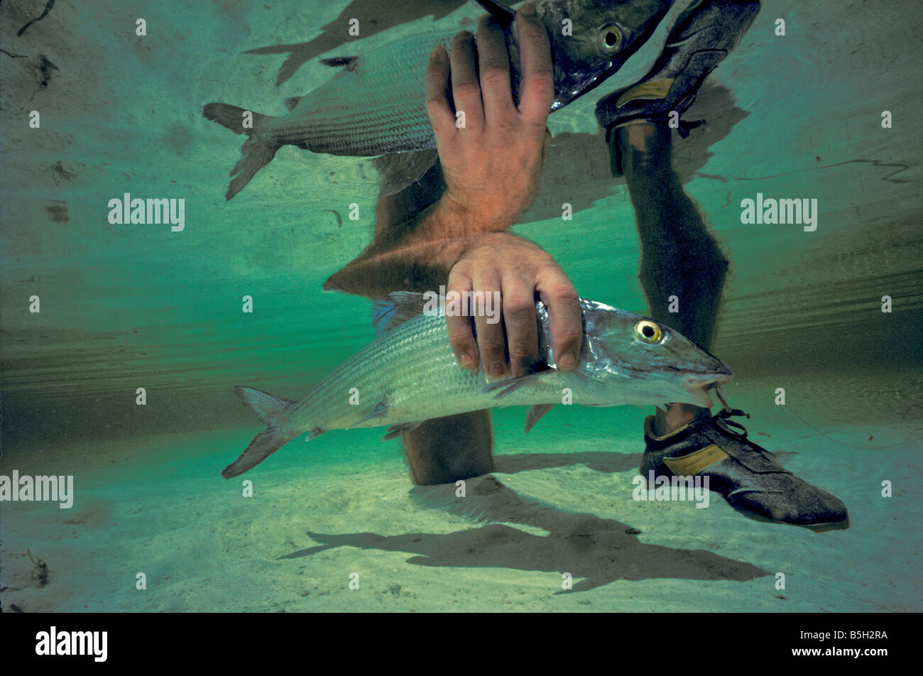 angler holds bonefish underwater gamefish portrait Stock Photo