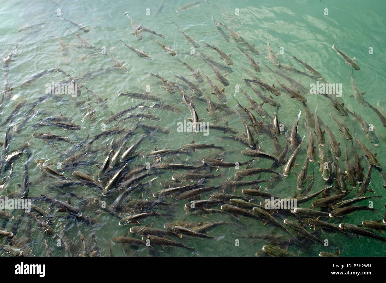 fish, flock, mullets Stock Photo - Alamy