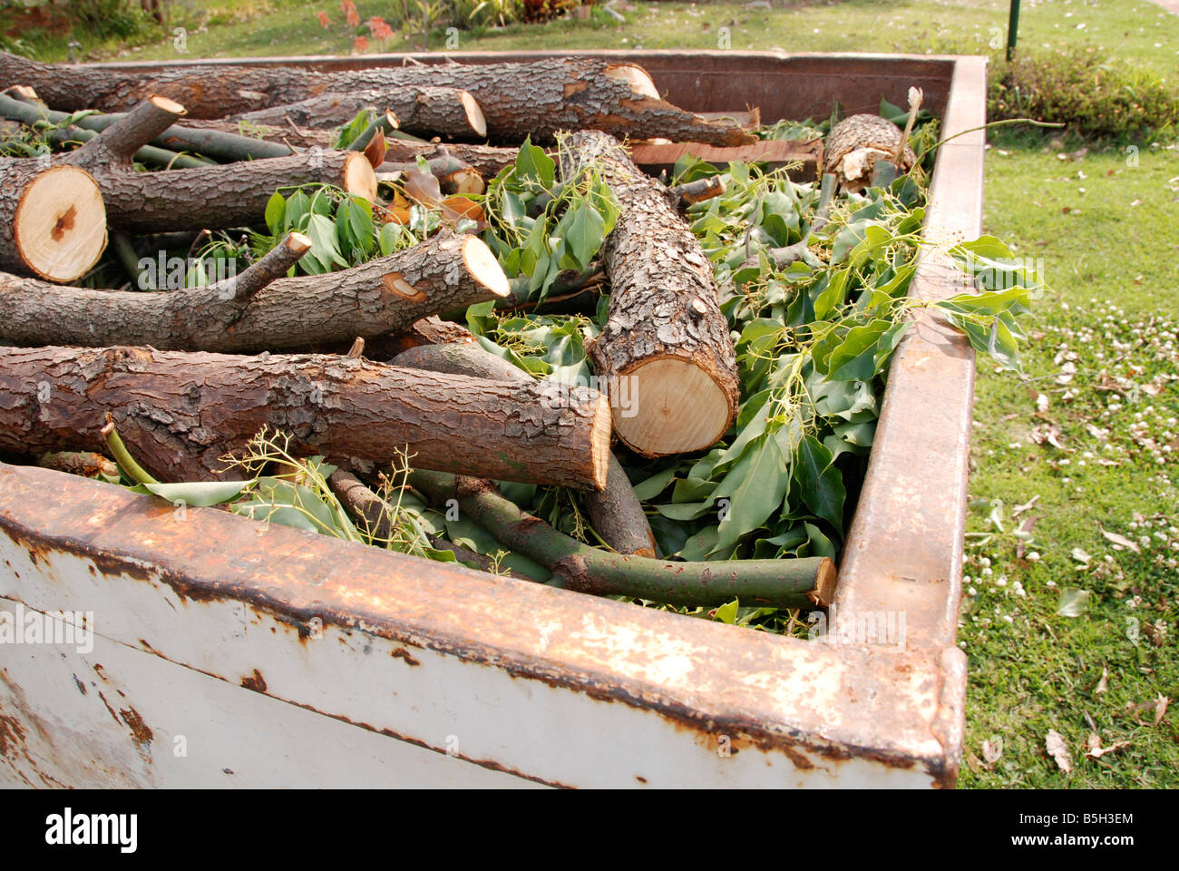 Cut tree branches and green foliage in garbage skip Stock Photo - Alamy