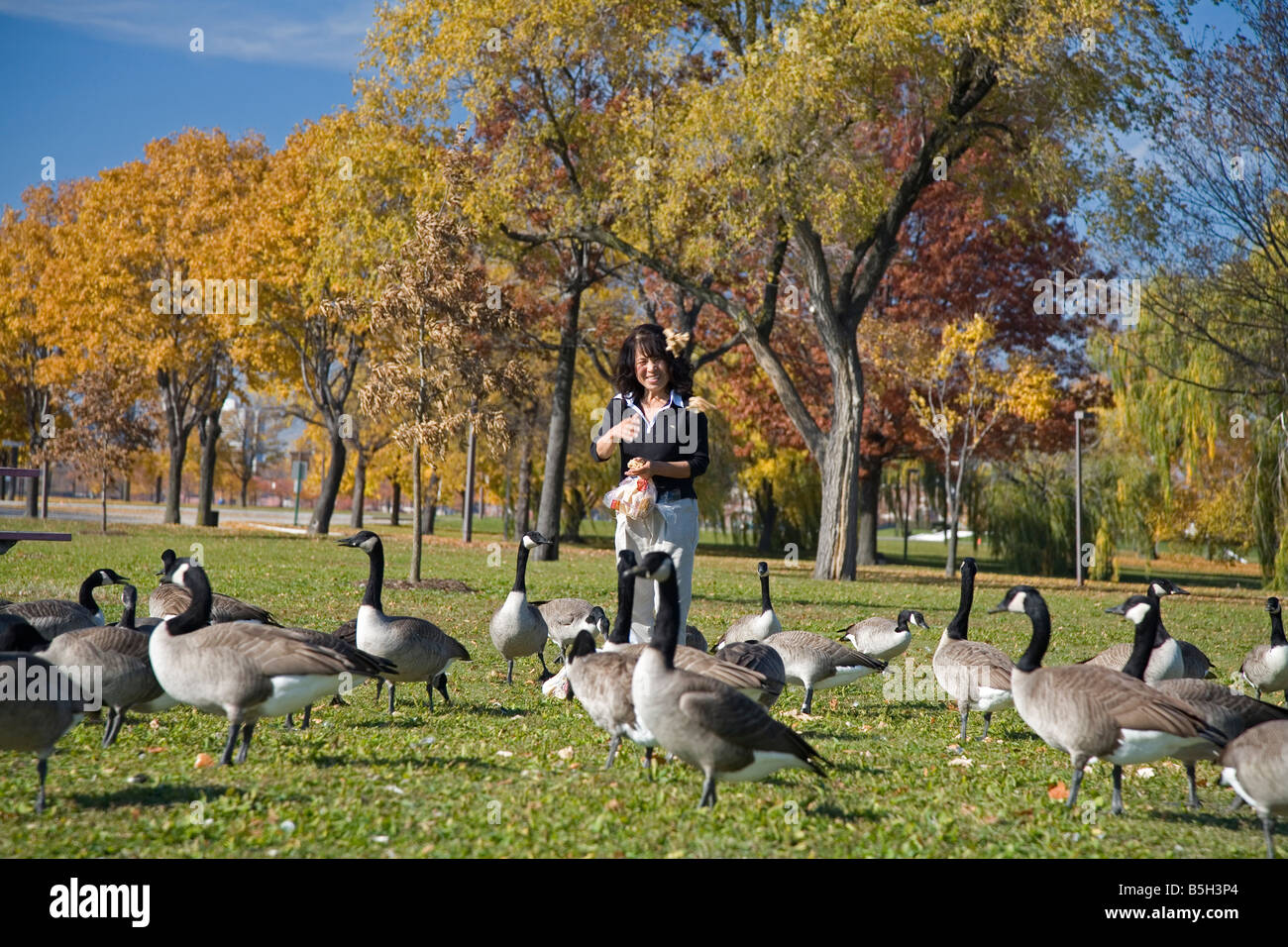 Detroit Michigan A woman feeds Canada Geese on Belle Isle an island city  park in the Detroit River Stock Photo - Alamy