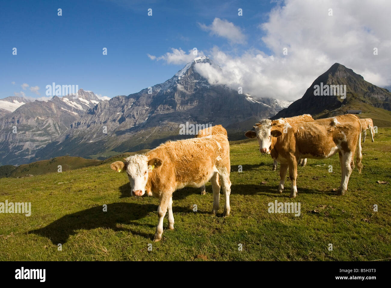 Traditional tete de moine aged mountain cheese of the Alps served with  grapes and walnuts wooden design board with copy space Stock Photo - Alamy