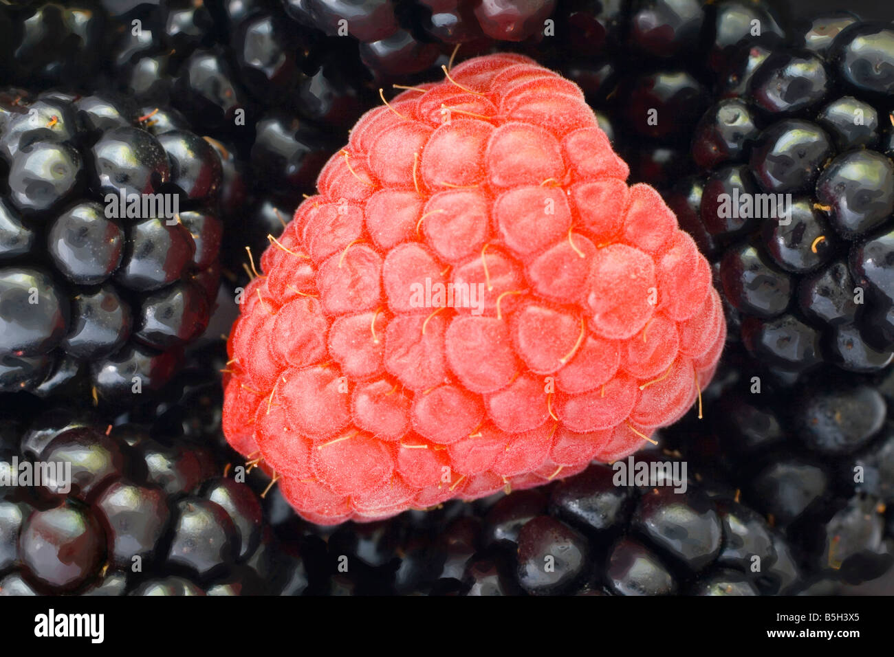 single raspberry on a bed of blackberries Stock Photo - Alamy