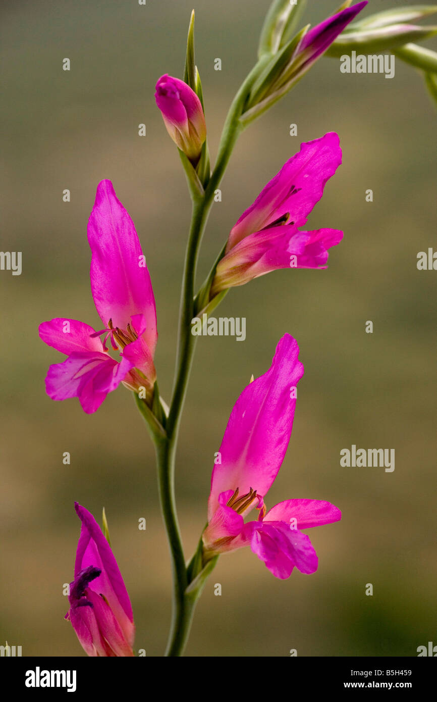 A wild Gladiolus Gladiolus italicus East Crete Stock Photo