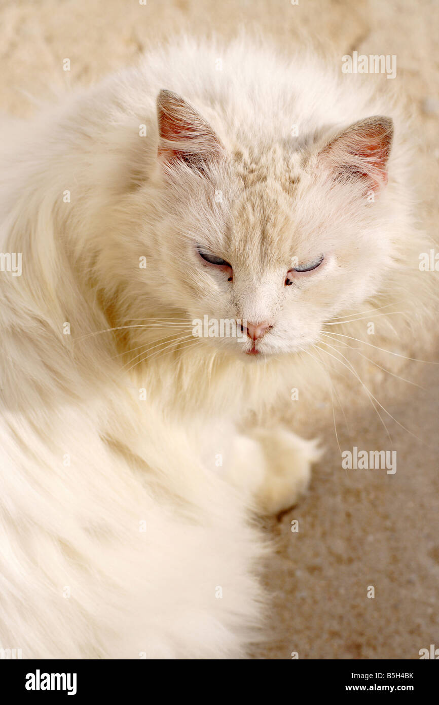 Portrait of a cat Stock Photo - Alamy