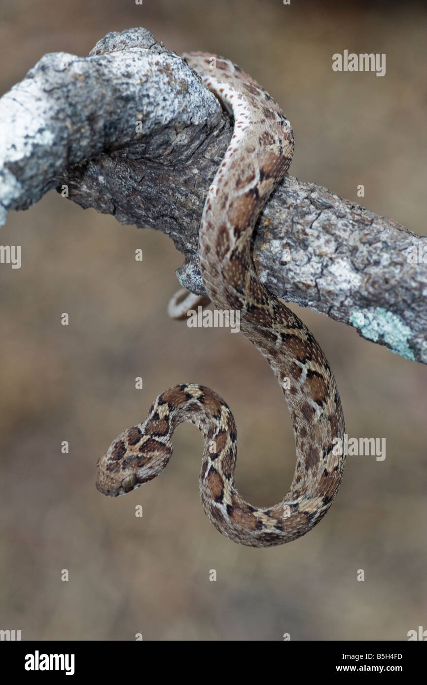 Saw scaled viper in habitat Stock Photo