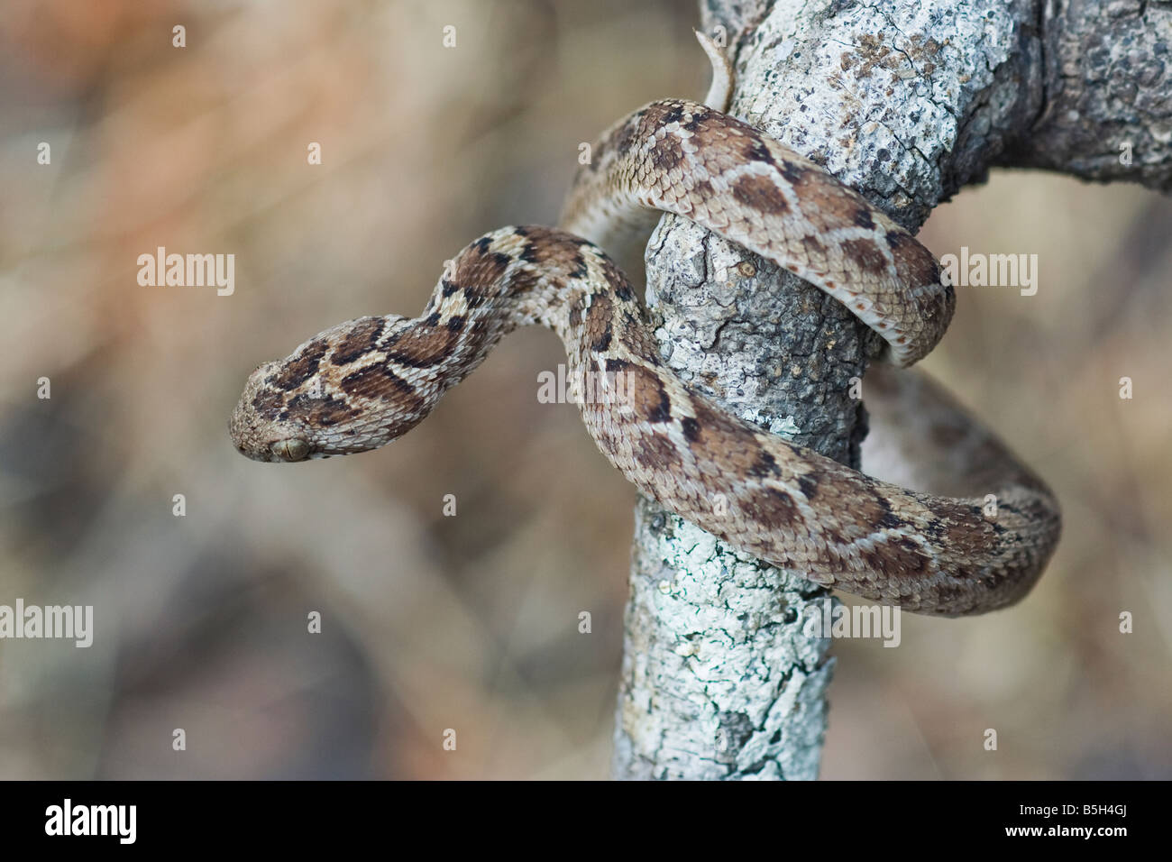 Saw scaled viper in habitat Stock Photo