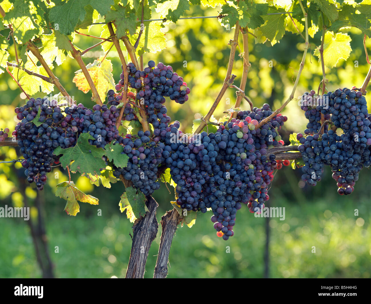 Canada,Ontario, Niagara-on-the-Lake,ripe grapes on the vine Stock Photo