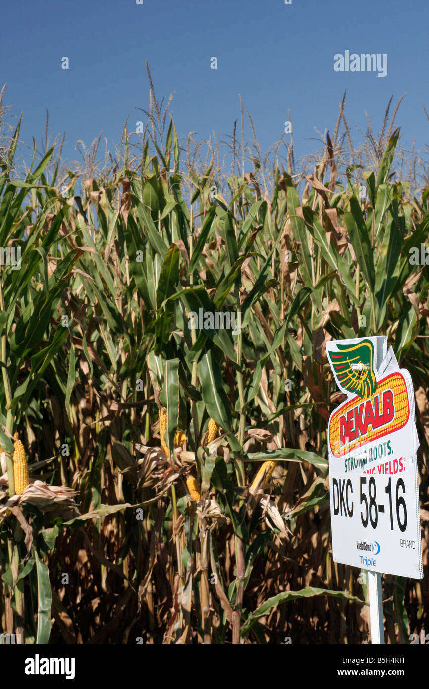 Variety demonstration plot midwest American corn belt Stock Photo Alamy