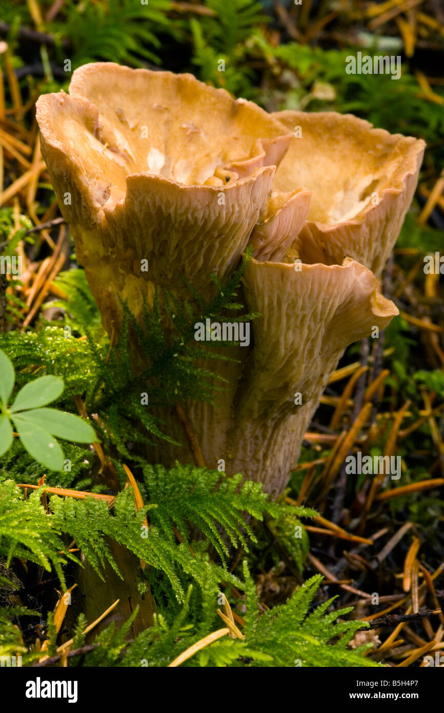 Pigs Ear, Mushroom, Gomphus clavatus, mushroom, northwest, U.S., Oregon
