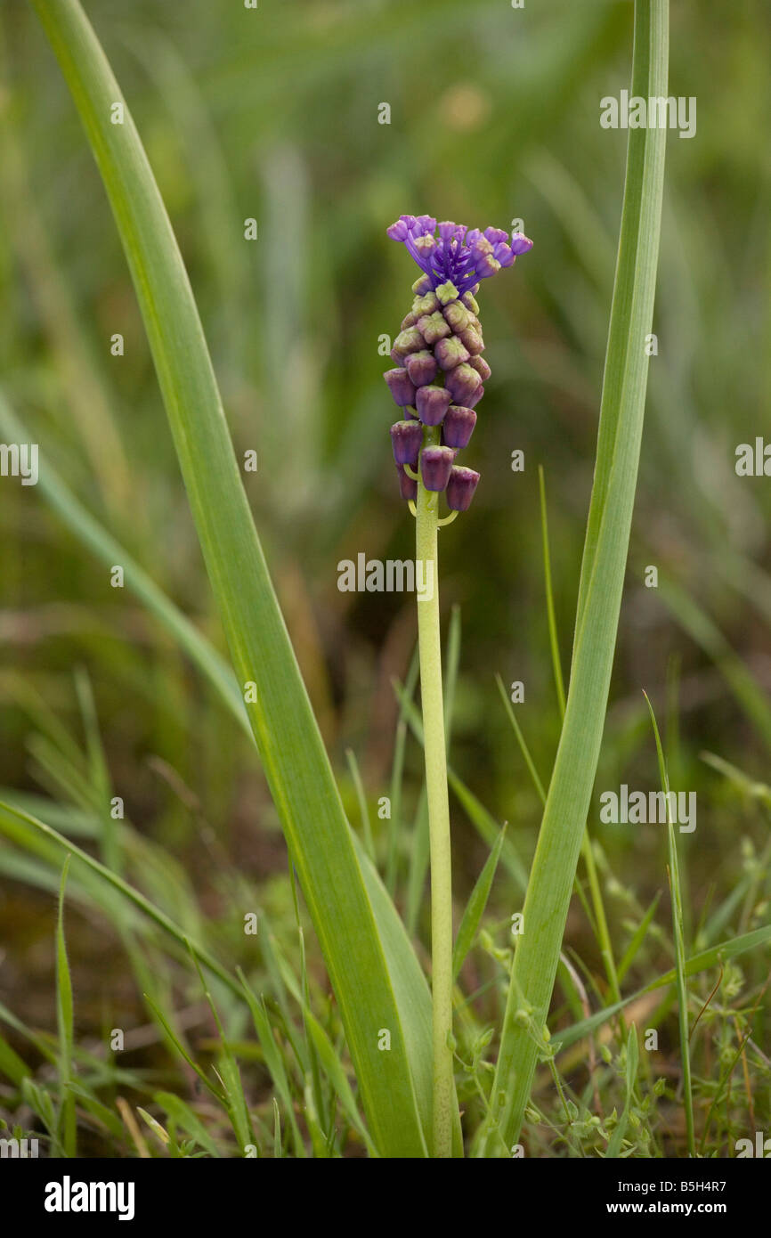 Tassel Hyacinth Muscari comosum in flower Cyprus Stock Photo Alamy