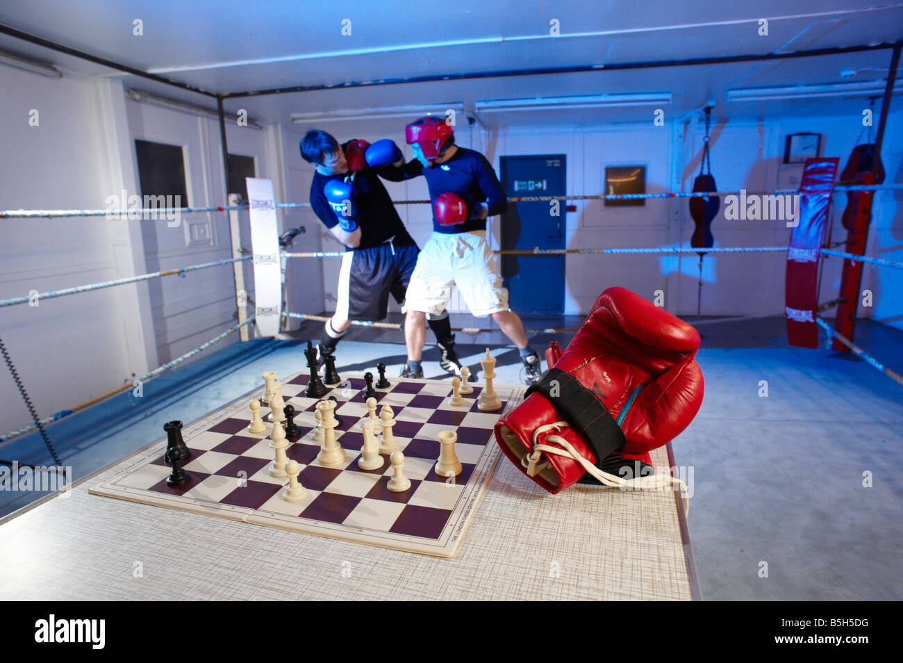 Boxer stuggling with chess game, Stock image