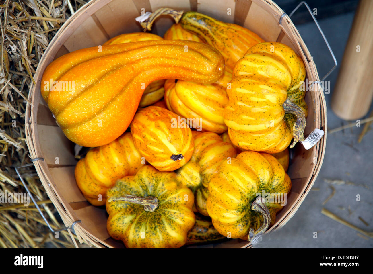 Decor items pumpkin and Flowers; for the Celebration of Thanksgiving in North America Stock Photo