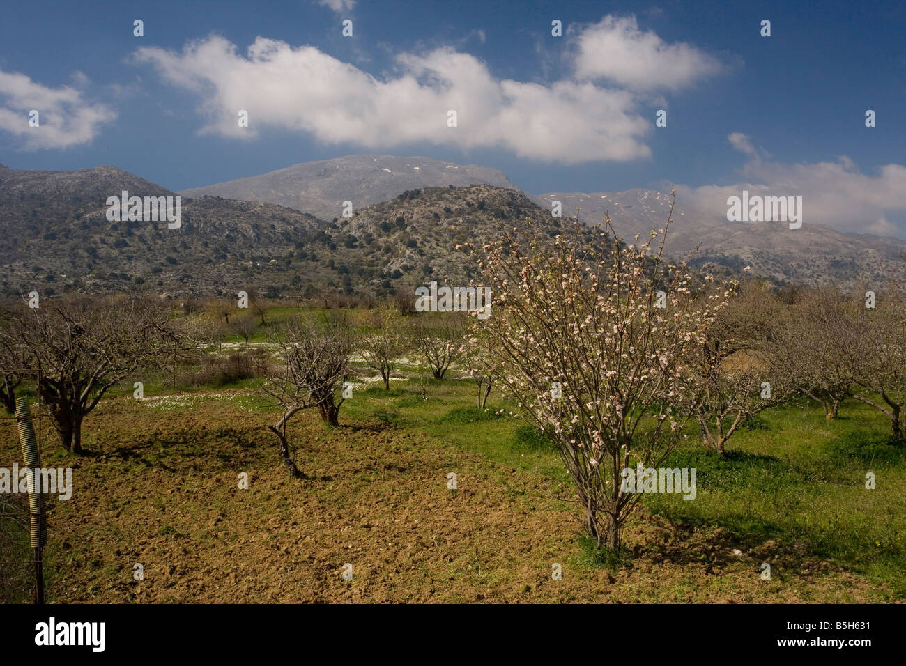 Mixed fruit orchard including apple in spring on The Katharo plateau