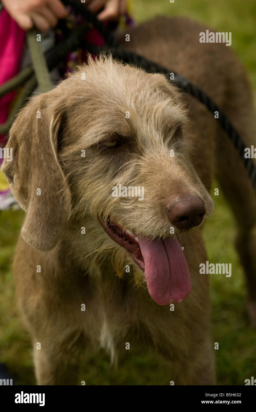 Central European gun dog pannting on a hot summers day Stock Photo