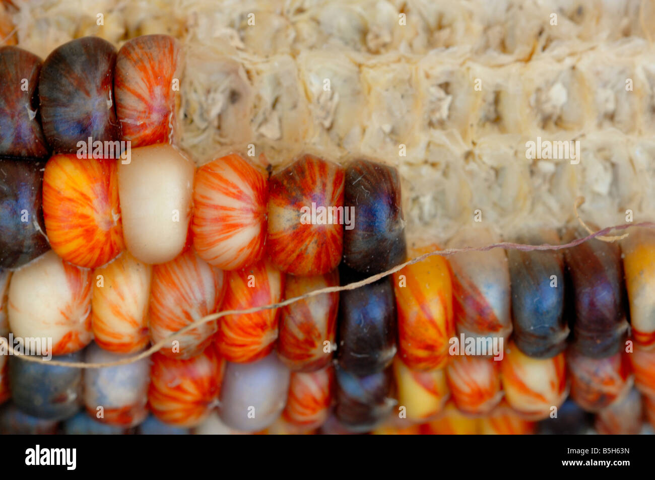 An ear of "Indian Corn" with some kernels missing Stock Photo Alamy