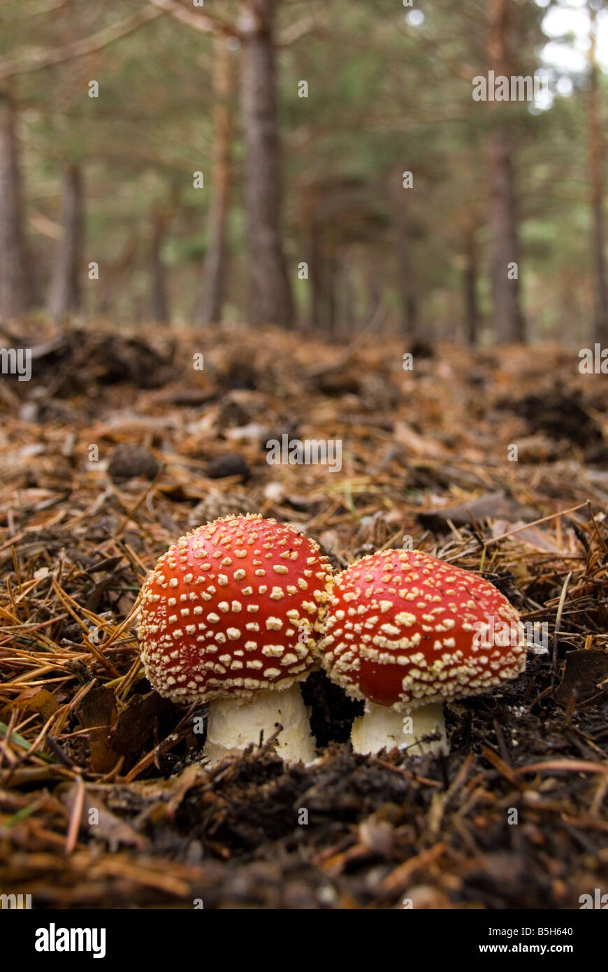 Close up of Fly Agaric Amanita Muscaria psychedelic mushroom in pine forest of the Sierra Nevada in southern Spain Stock Photo