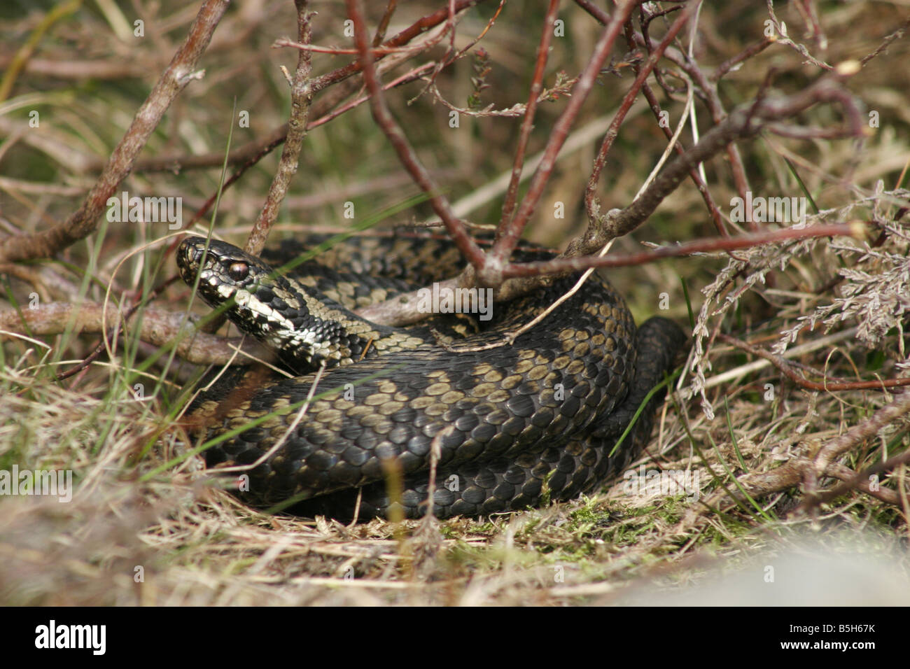 Common European Adder, Vipera Berus Stock Photo