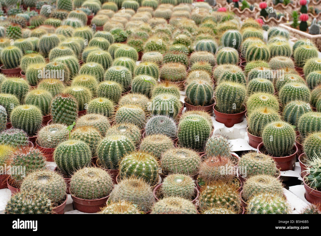 Cactus for sale in Cameron Highland, Malaysia Stock Photo - Alamy