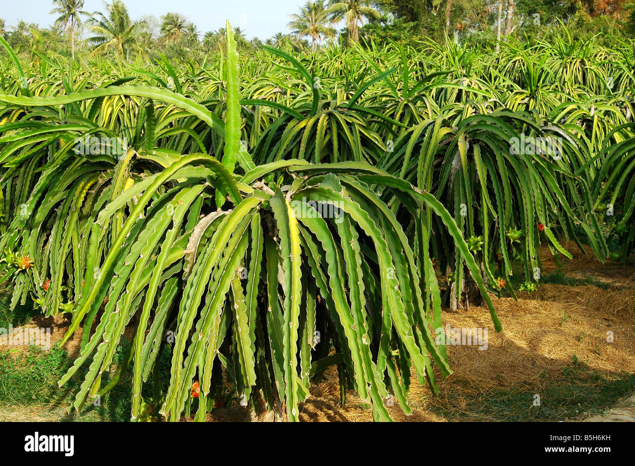 Plantation of Dragon Fruits, Pitaya, Hylocereus undatus, Province Binh Thuan, Viet Nam Stock Photo