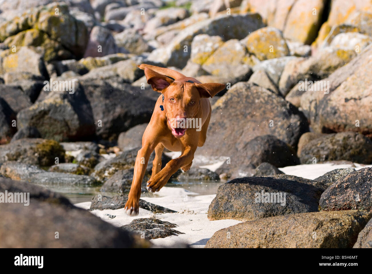 Hungarian Vizsla dog running through rocks at a beach near Fionnphort, Isle of Mull. Stock Photo