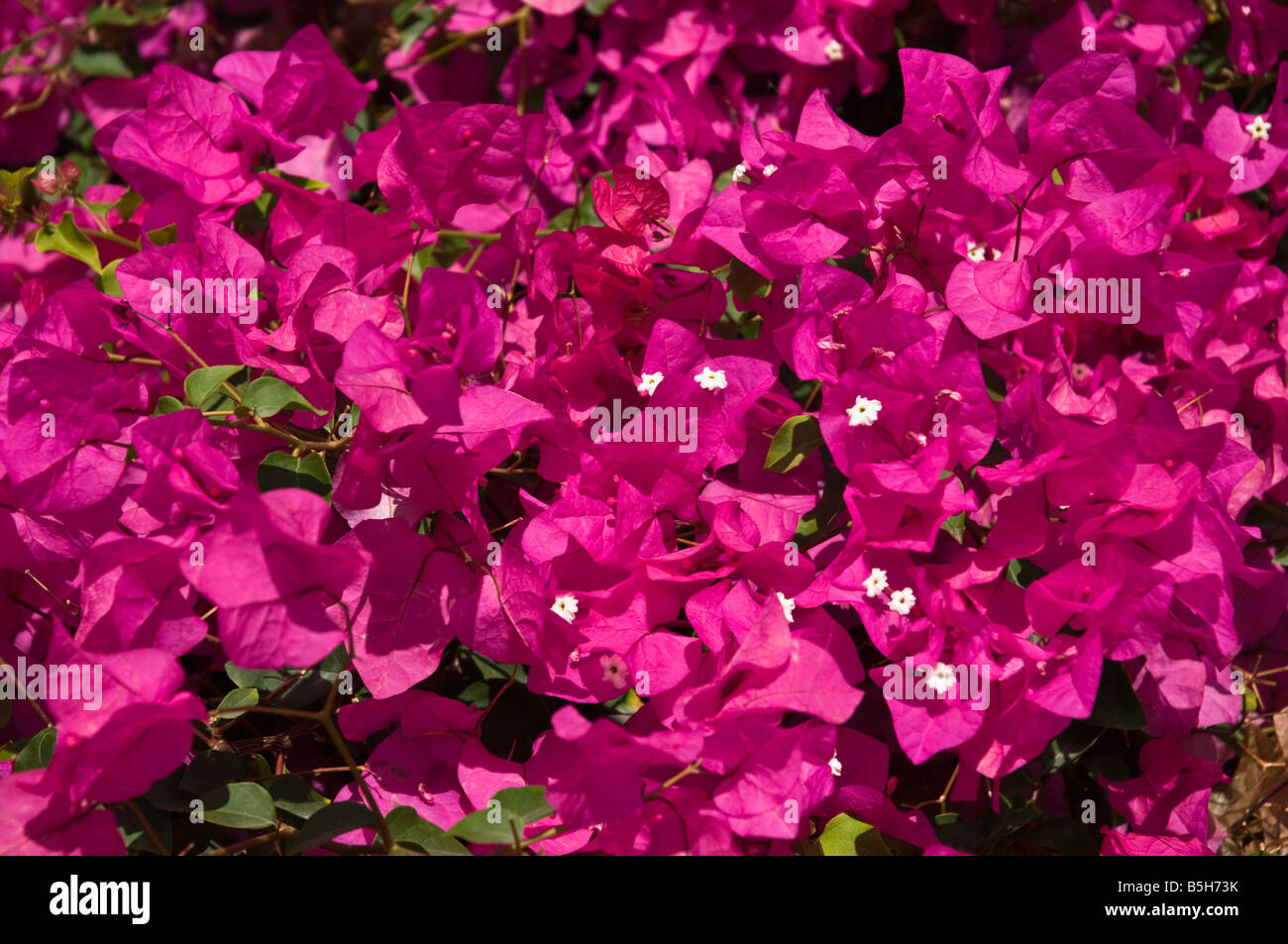 dh BOUGAINVILLEA LANZAROTE Purple flowering Bougainvillea bush flower plant bloom Stock Photo