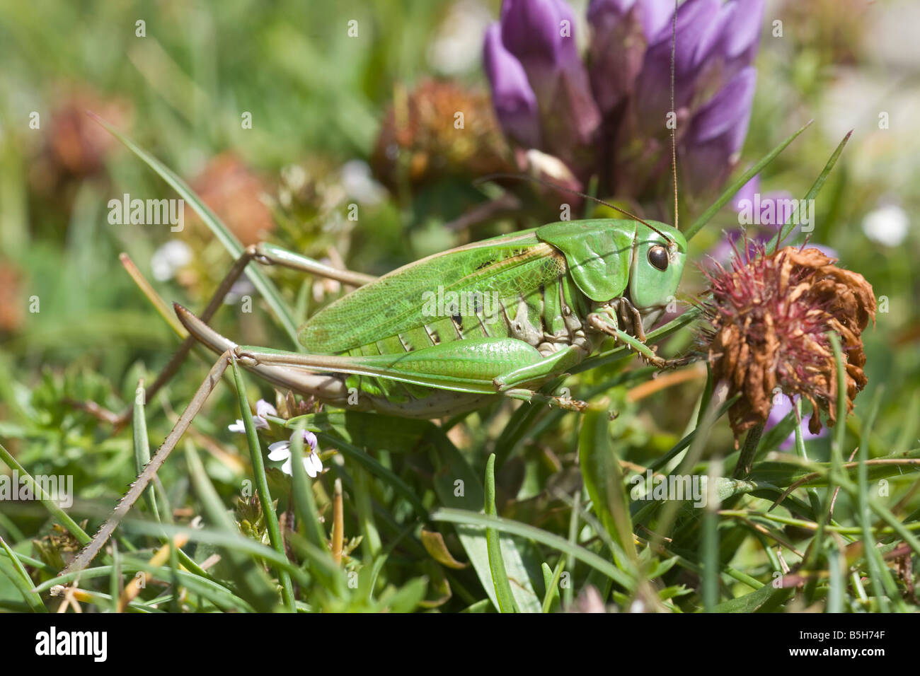 Bush Cricket (Tettigoniidae) Stock Photo