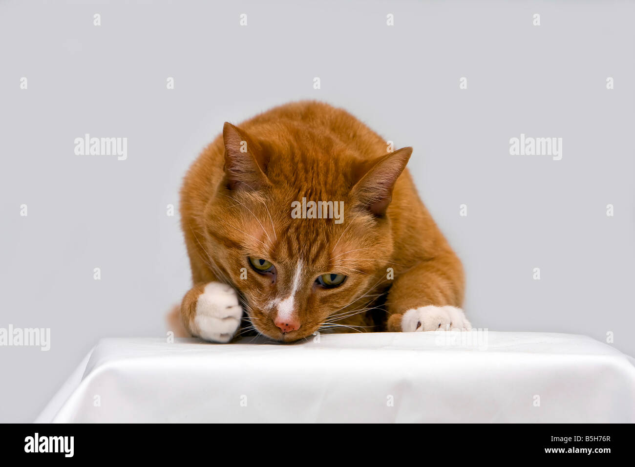 An orange cat curious to see what is underneath his paw isolated on white Stock Photo