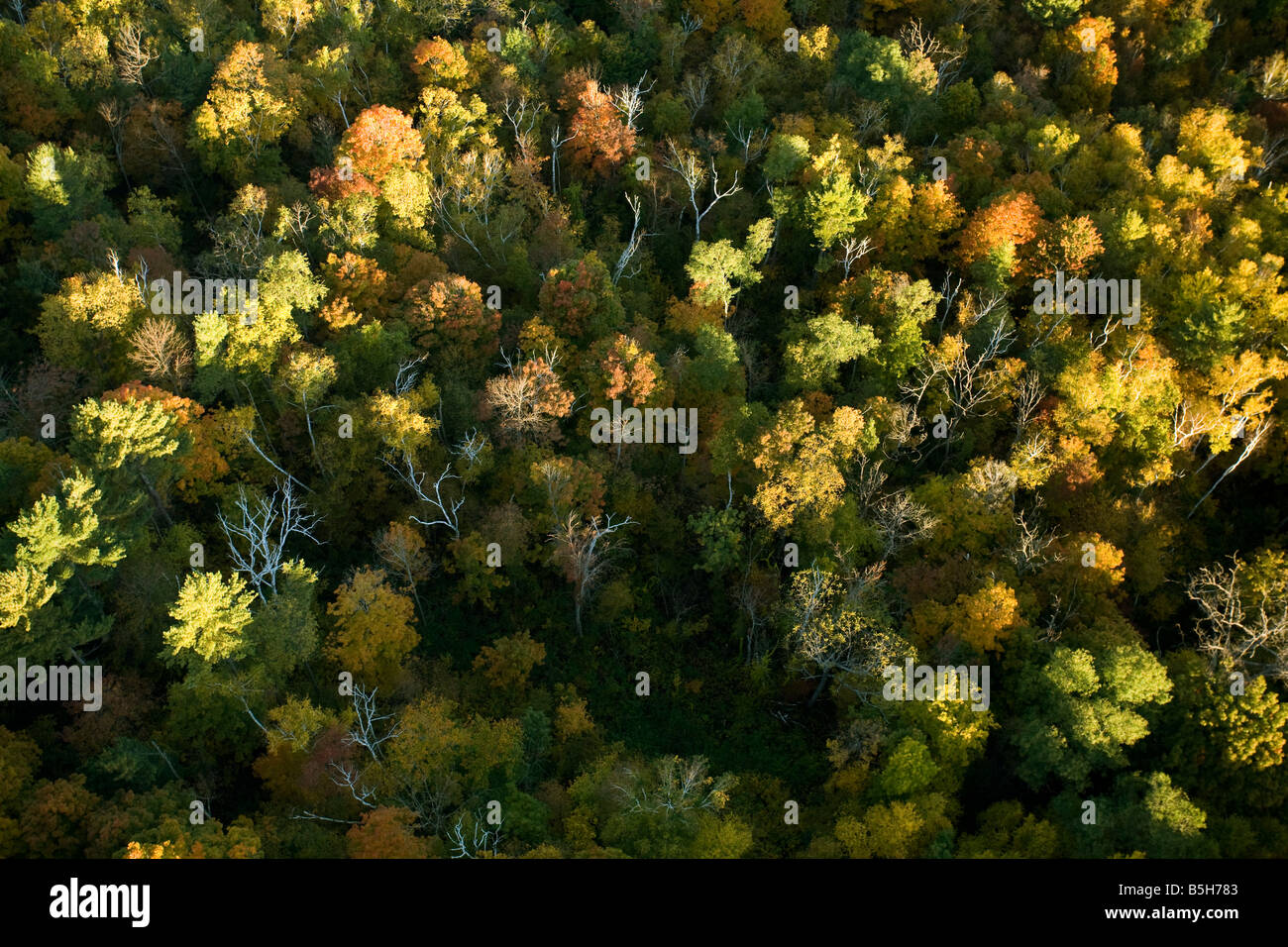Aerial view from hot air balloon looking down on Berkshire trees in autumn Stock Photo