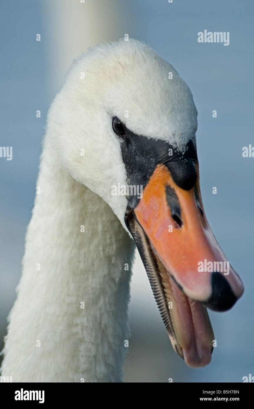Mute swan, taken at Harrold and Odell Country Park, Bedfordshire Stock Photo
