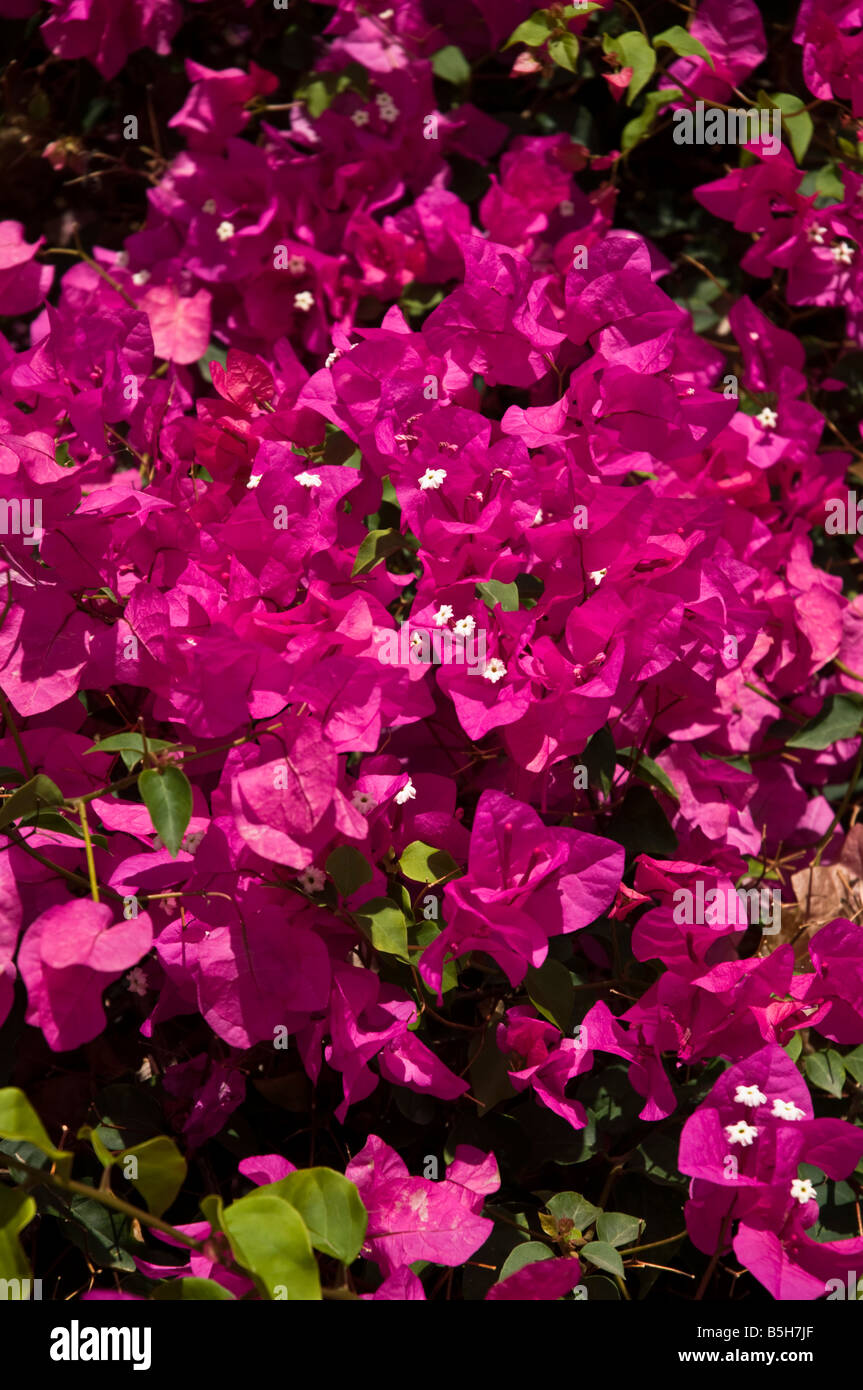 dh Bougainvillea spectabilis BOUGAINVILLEA LANZAROTE Purple flowering Bougainvillea bush plant flower bloom nobody Stock Photo