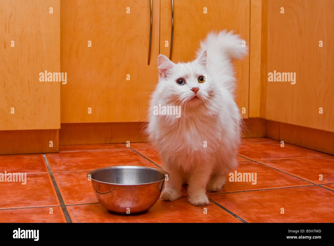 A white cat with medium long hair like a Persian or Ragamuffin breed elegantly waiting to be fed in the kitchen Stock Photo