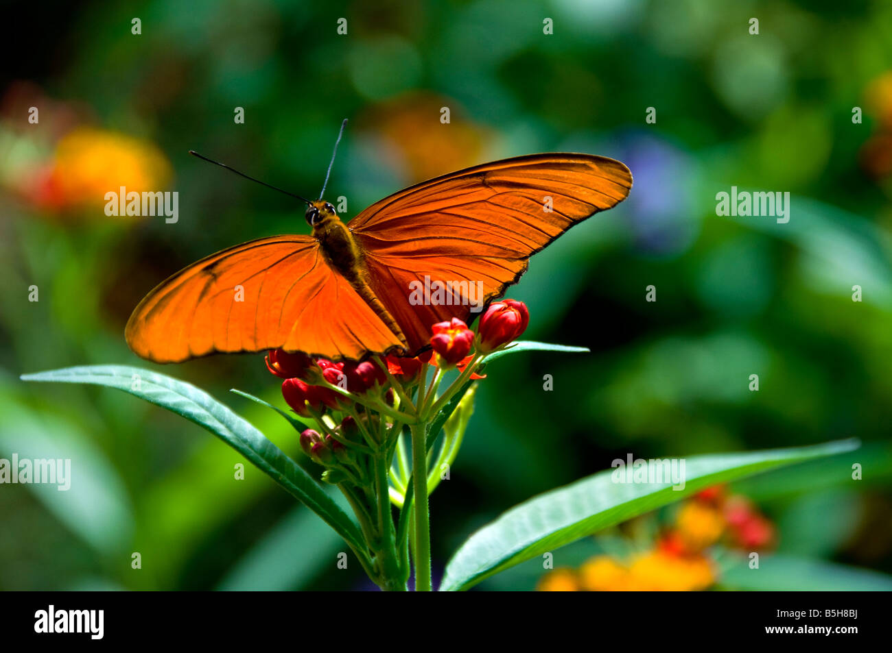 Orange butterfly taking nectar from flowers in a sunny natural lush habitat Stock Photo