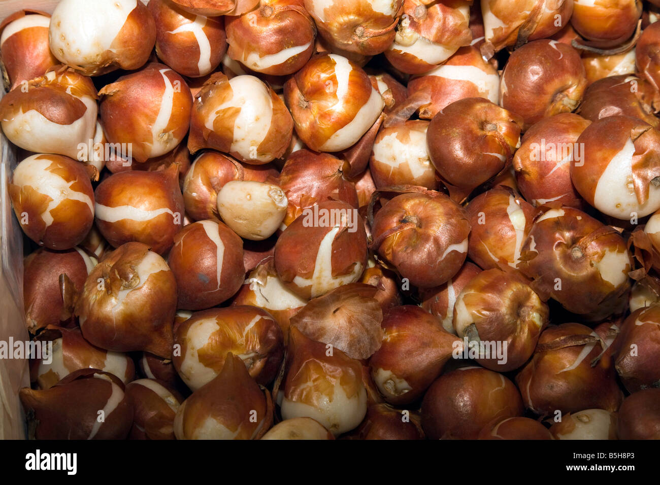 Tulip bulbs for fall planting Stock Photo Alamy