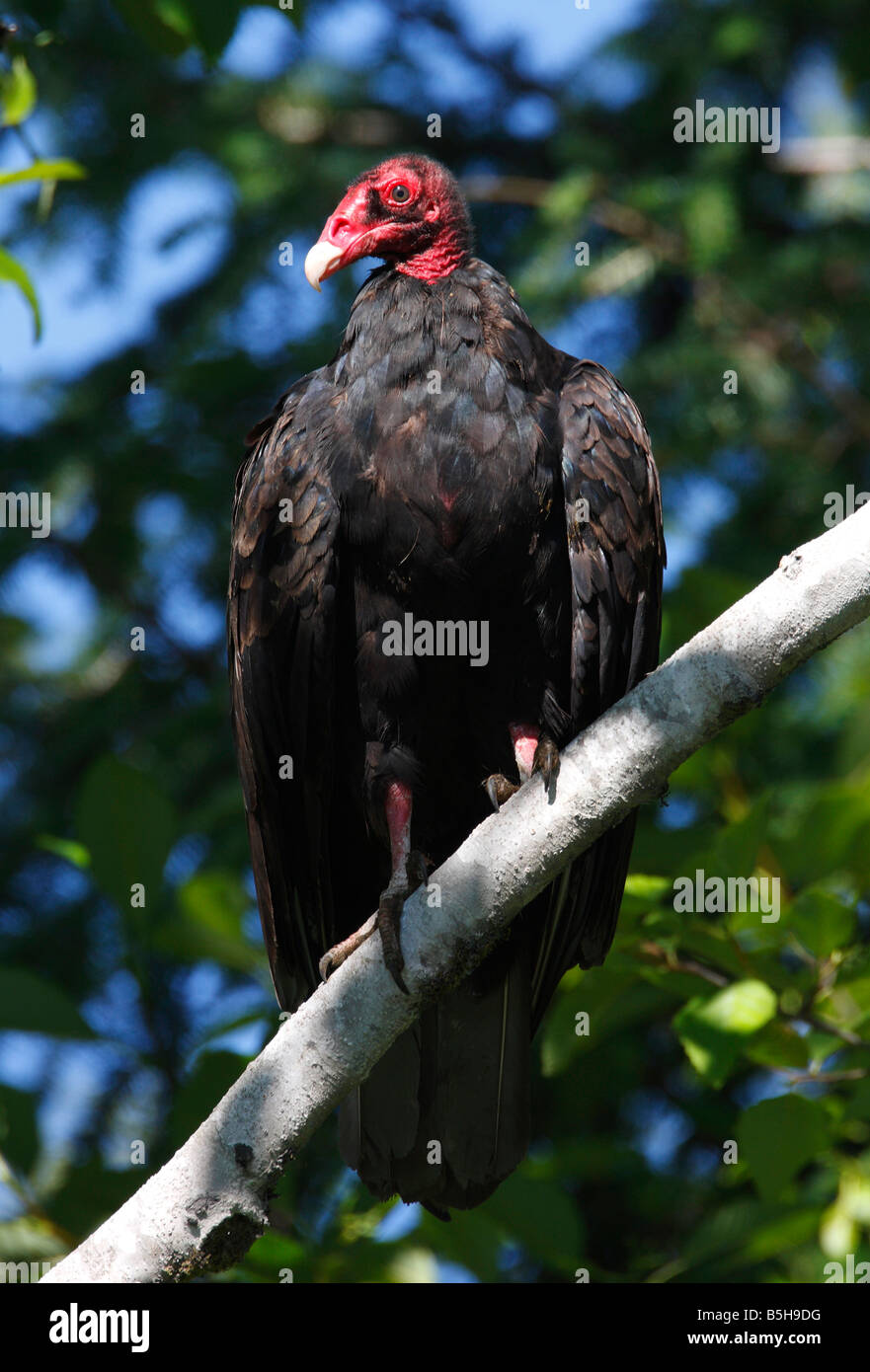 Turkey Vulture Cathartes aura perched in tree by roadside near Mesachie