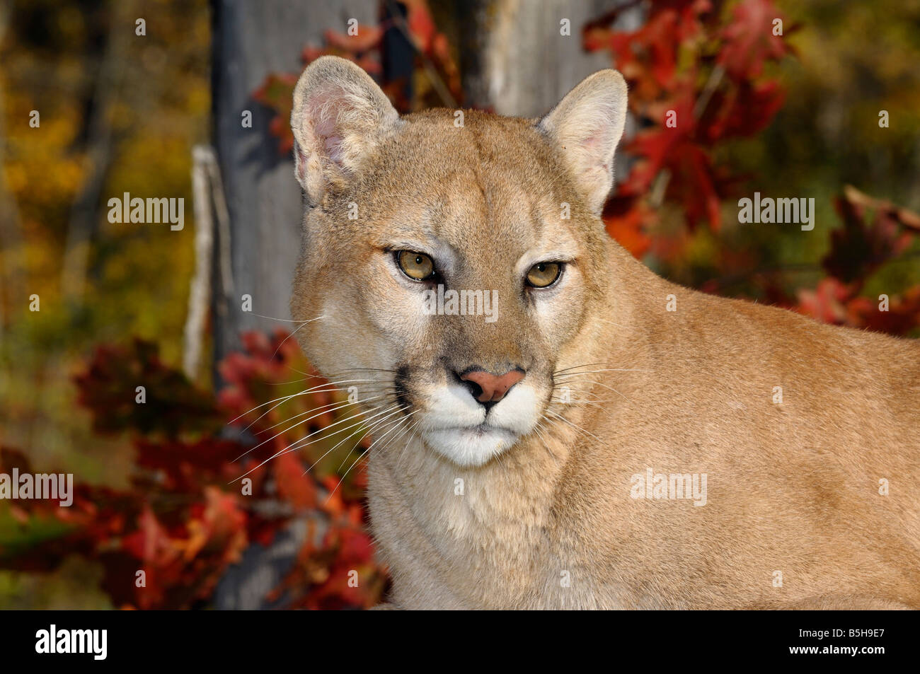 Close up of a Cougar face in an Autumn forest with red oak leaves Mountain lion Puma concolor Minnesota USA Stock Photo