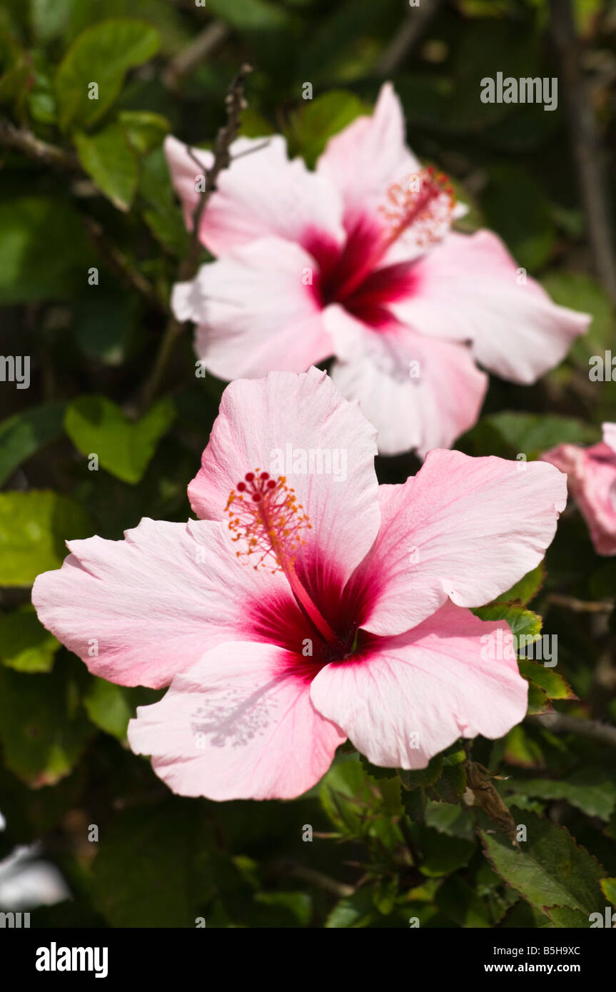 dh Hibiscus rosa sinensis HIBISCUS EUROPE Pink rosemallow flowers close up flower closeup colorful spain garden Stock Photo